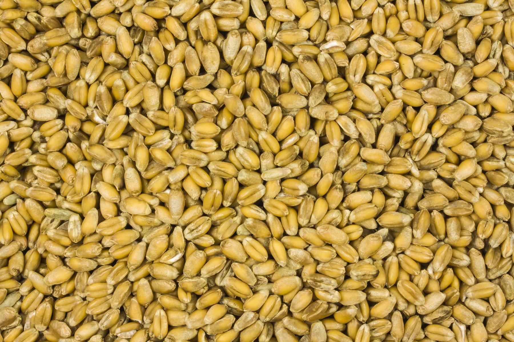 Trigo orgánico 25kg
