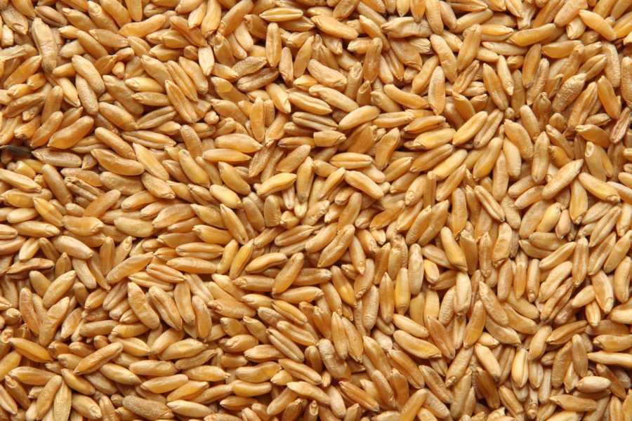 Trigo KAMUT® Khorasan orgánico 25kg