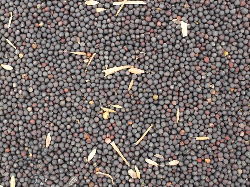 Semillas de colza orgánicas para aceite (bajas en ácido erúcico) 25kg