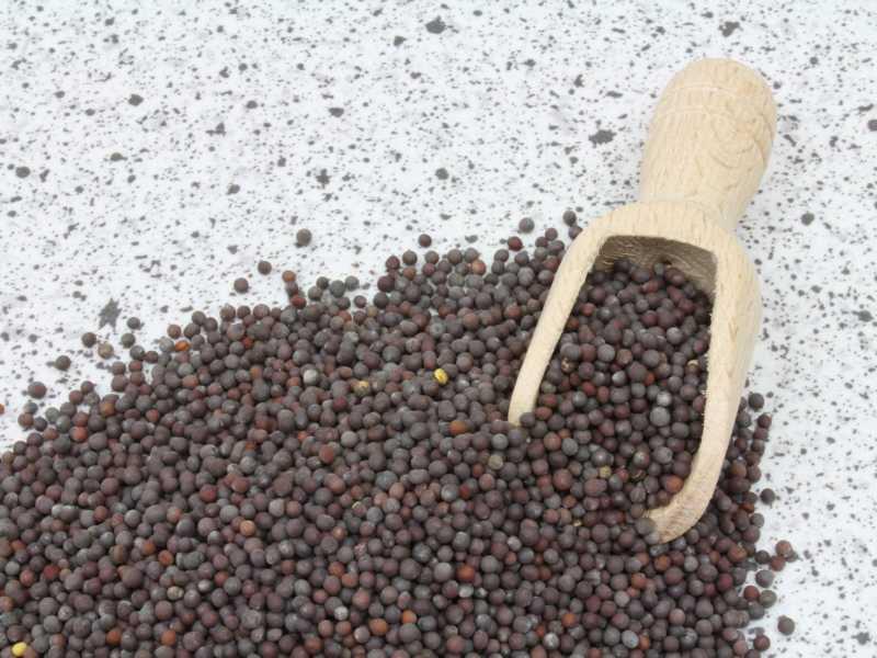 Semillas de mostaza marrón orgánicas enteras 25kg